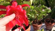 Epiphyllum Care & propagation, new pelargoniums & hippeastrums