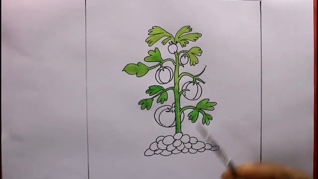 How TO Draw a tomato plant easy/draw a plant/plant drawing