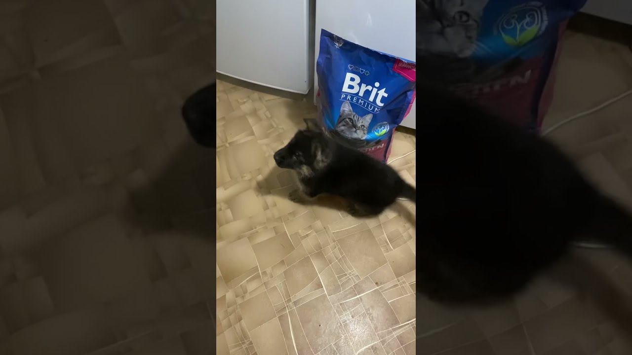 Овчарка Локки радуется открытому окну