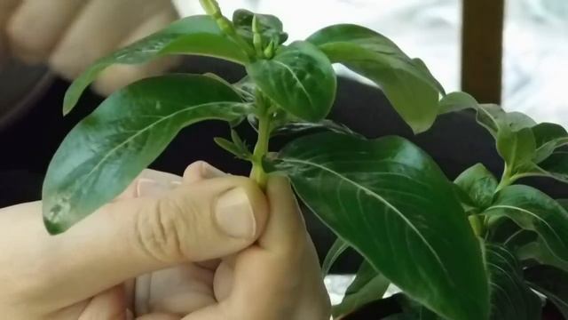?Уникальный Катарантус ! Легко разводить черенками ! Вот так просто ?