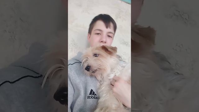 бивер йоркширский терьер