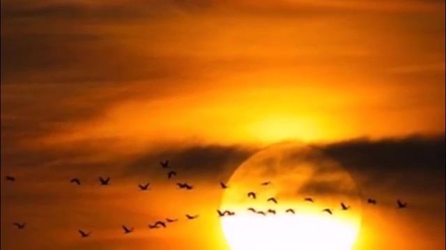 Улетающие птицы