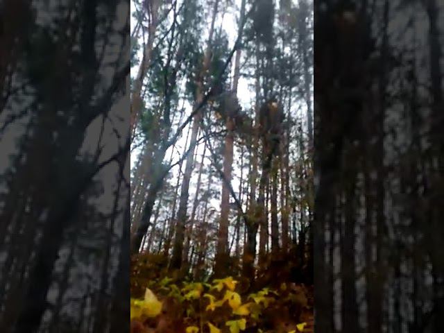 Шуршащие листья