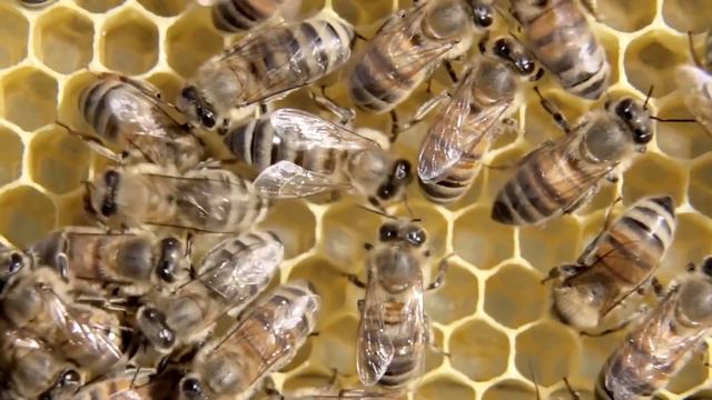 Развитие пчелиной семьи  Состав  жизнь и обязанности  Функци