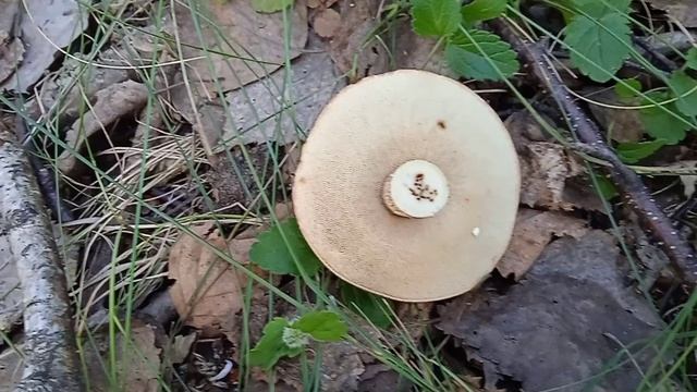прогулка за грибочками