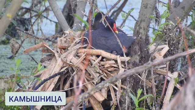Водоплавающие птицы парка Царицыно Москва. Съемка на Nikon Coolpix P900.