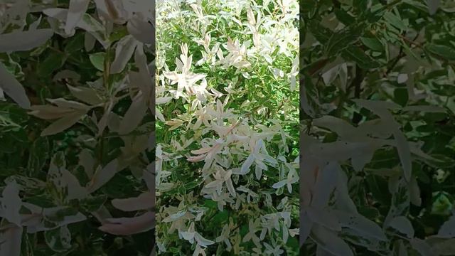 Красивые красные маки. Весной природа особенно красивая! Оценит только тот кому нравится природа!