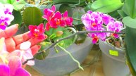 Орхидеи вырастили 150 цветоносов, но обильно цветут! Это погода или удобрение?...