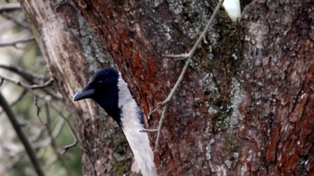 Вокальные дарования серой вороны. Corvus cornix. Птицы Беларуси.