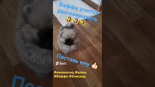 Баффи учится разговаривать 🐶😂 #минишпиц #шпиц #Баффи #кошечкисобачки