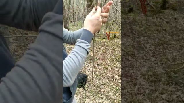 рогатки в лесу