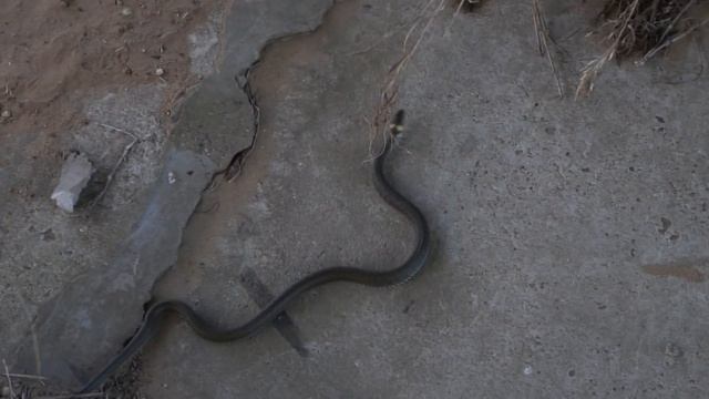 Уж буксует на бетонном откосе