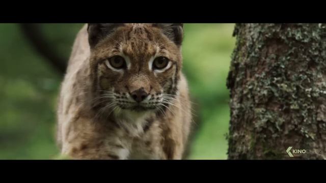 LOU: Abenteuer auf Samtpfoten Trailer German Deutsch (2023) Exklusiv