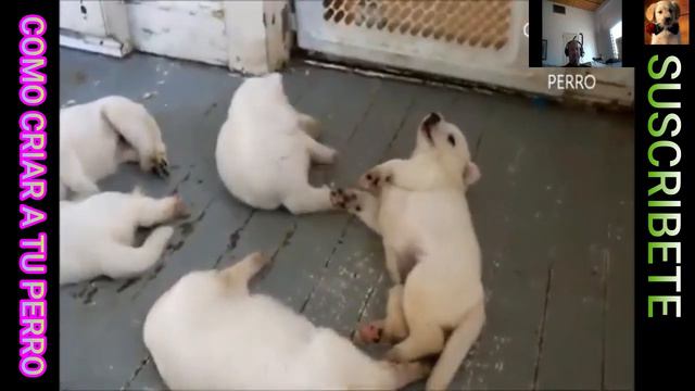 ✅Cuántos CACHORROS  puede TENER un PASTOR BLANCO SUIZO✅ cuantos bebes puede tener una  pastor  suiz
