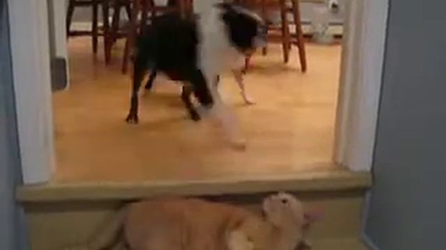 Gromit dances with  the cat