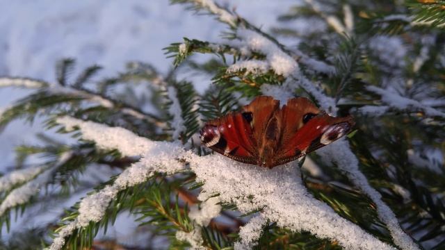 Морозоустойчивая зимняя бабочка. Winter butterfly. LGG4.