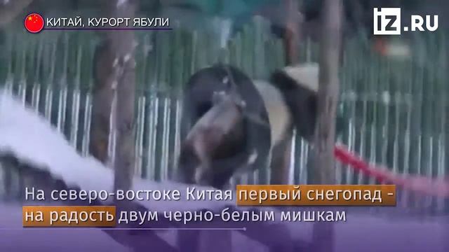 Реакция панд на первый снегопад в Китае, провинция Хэйлунцзян, 1 ноября 2018.
