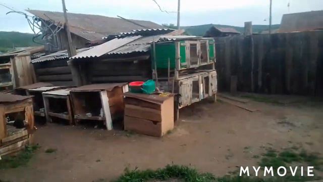 Вопрос к кролиководам / запускаю индоутят в новое помещение/ вредная гусыня .