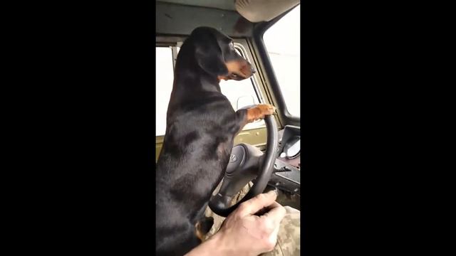 Не покупай Таксу,пока не посмотришь это видео.