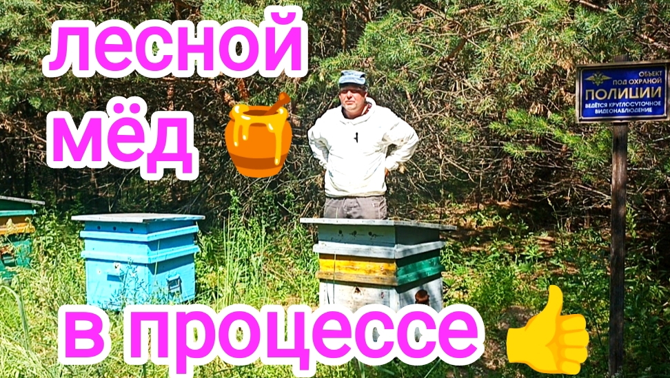 Что с пчёлами на лесном точке? ПЧЕЛОВОДСТВО!