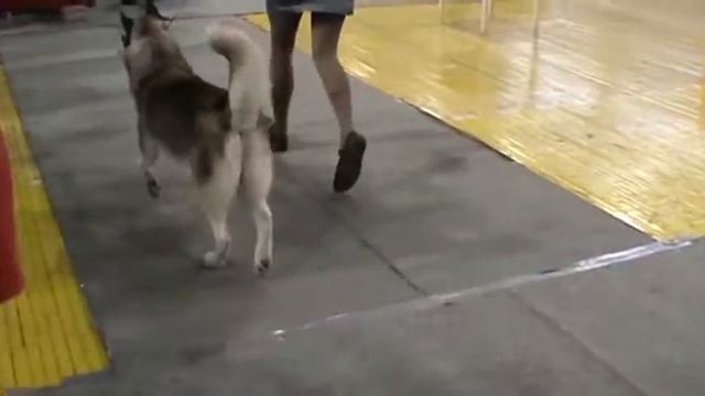 05.10.2014 Воронеж CACIB хаски кобели юниоры эксп. А. Бранкович