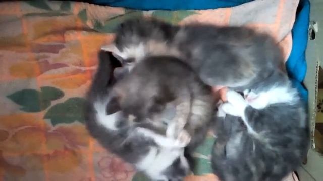 котята дерутся