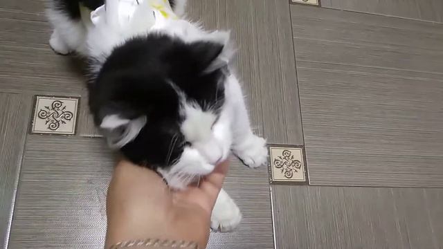 №58.Нужно ли стерилизовать кошку?