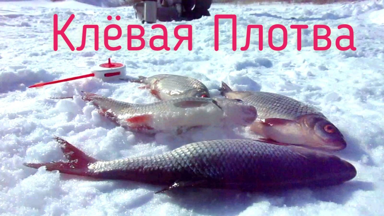 ЧТОБЫ ПОЙМАТЬ СОРОГУ, ОПРОБОВАЛИ ПОЧТИ ВСЁ!