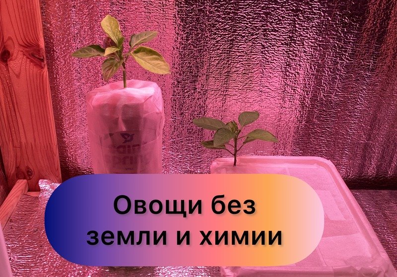 Выращиваю овощи без земли и химии