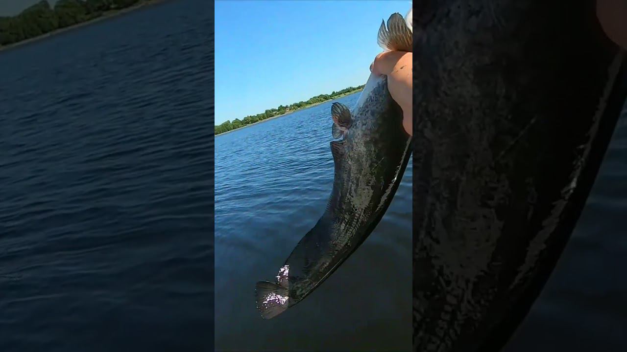 Ловля сома на квок ))) #fishing #adventure #gopro #рыбалка