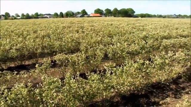 Bilberry growing in the Netherlands Выращивание черники в Нидерландах