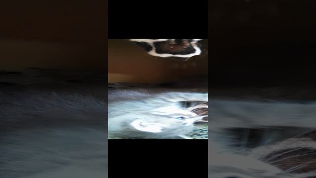 шотландские котята 1 мес 1авг24.mp4
