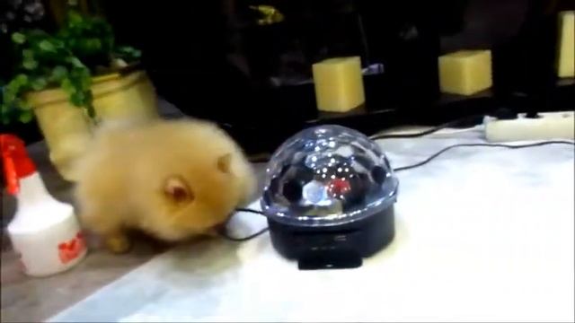 Snickers (наш чудо медвежонок 1,5 месяцев)