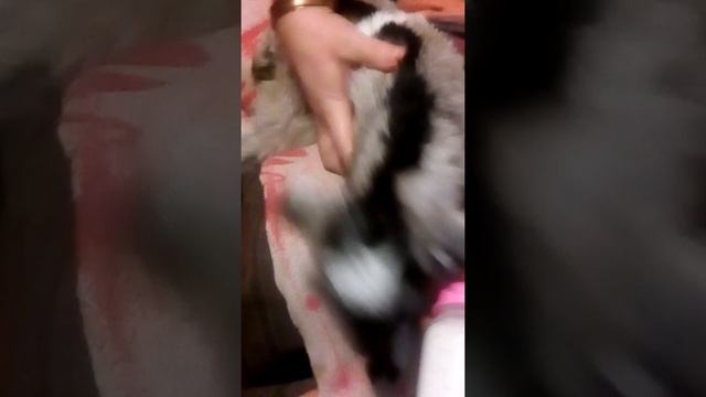 Голубоглазая красотка. Она родилась лишь вчера.