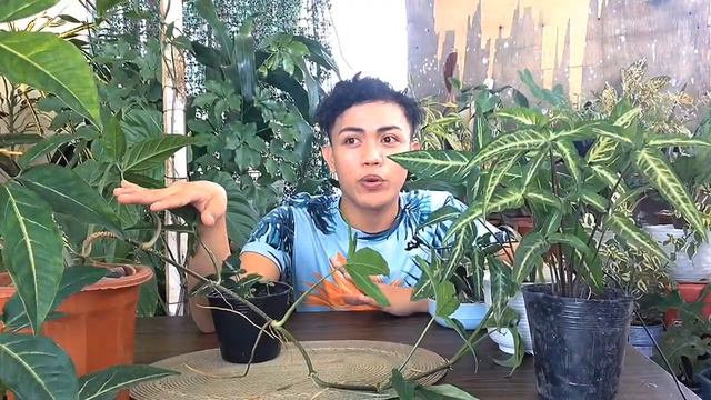 HOW I GROW AND PROPAGATE SYNGONIUM  "ARROW HEAD VINES" // COMPLETE CARE TIPS #Syngonium