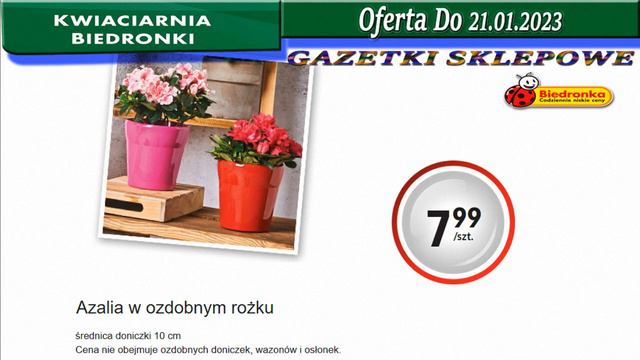 Biedronka | Kwiaciarnia Biedronki Nowa Oferta Od 19.01.2023 | Kwiatowe Inspiracje Biedronki