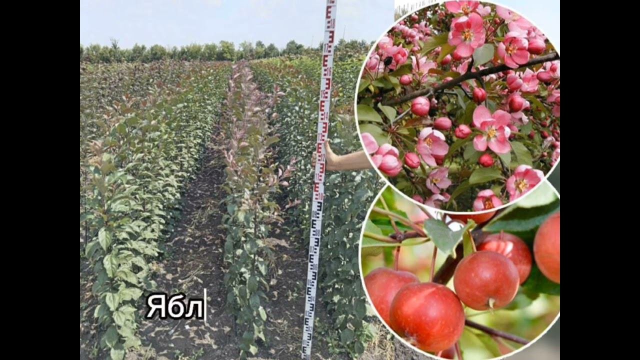 Декоративные яблони