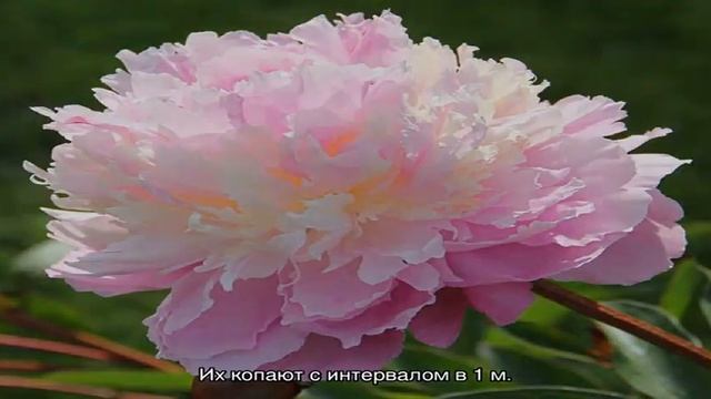 Пион Сорбет (Paeonia Sorbet) — выращивание на садовом участке