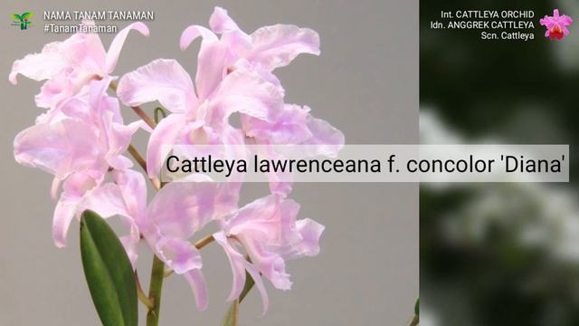 ANGGREK CATTLEYA Part 2 | CATTLEYA ORCHID VARIETIES | World Plant id | Nama Tanam Tanaman Hias