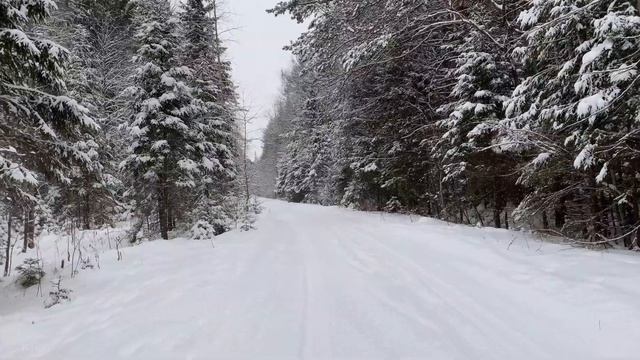 Зимний Лес. Хруст Снега и Пение Птиц для Релаксации.