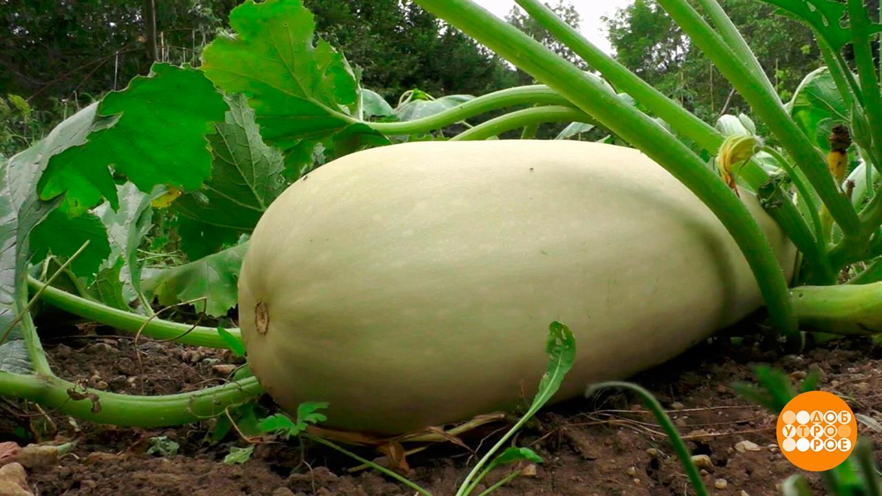 Сохраним урожай! Дачные ноу-хау. Доброе утро. Фрагмент выпуска от 27.08.2021