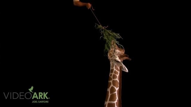 A reticulated giraffe Giraffa camelopardalis reticulata at the Gladys Porter Zoo.