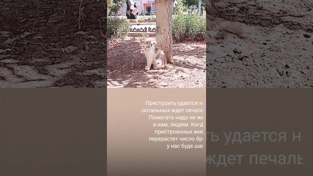 Кошечка в добрые руки.