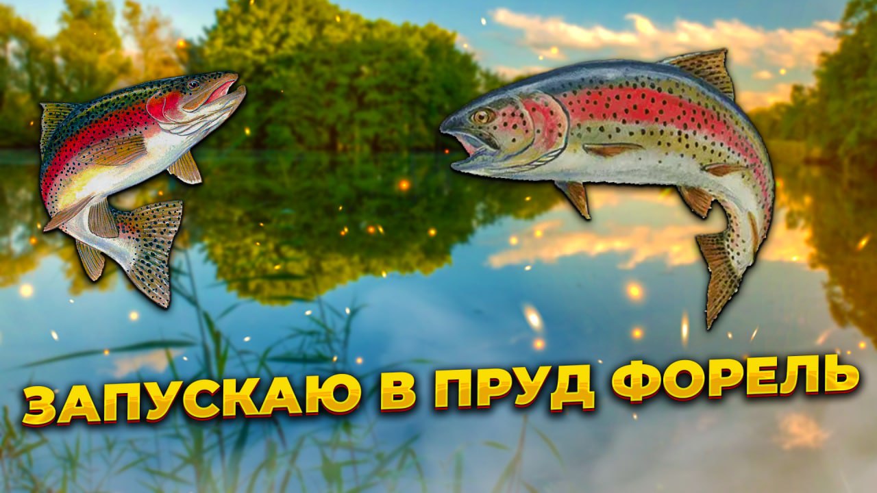 Запускаю в дачный пруд форель. Зарыбление форелью 29.03.2022