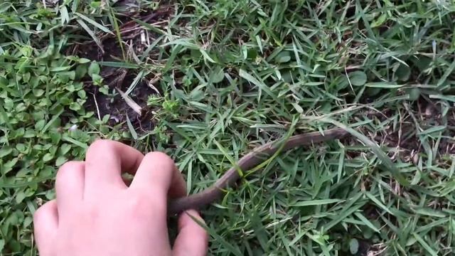 งูงอด (Oligodon taeniatus)