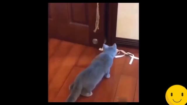 Угарные животные??