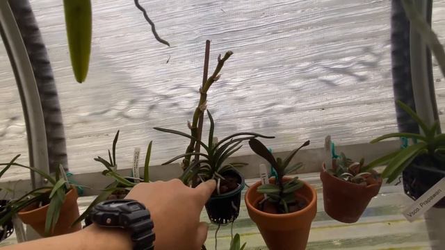 Should I Buy Orchid Seedlings? #carecollab