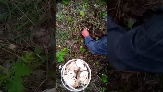 грибы, грибы, грибы 🍄🍄🍄.mp4