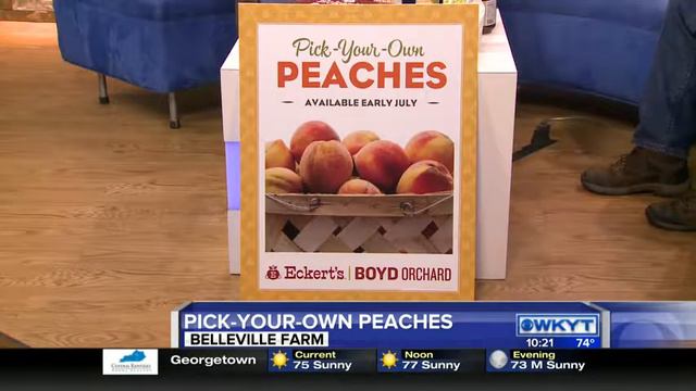 Tom Dutkanych - Pick Your Own Peaches at Boyd Orchard