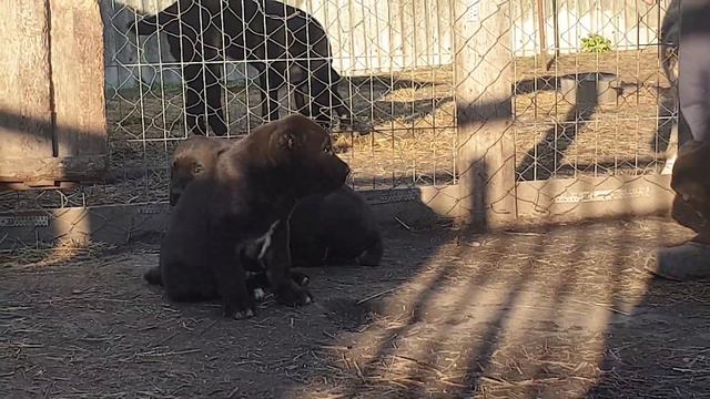 щенки алабая среднеазиатской овчарки из питомника Аз Марал 89278137957ватсап
